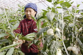 春菜上市，新鮮零售點亮餐桌希望